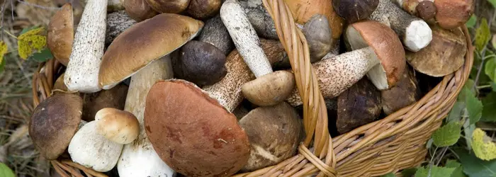 Delle qualità salutari dei funghi che si possono mangiare e di qualche altra curiosità, di questo tratteremo nella Rubrica di venerdì 17 Novembre.